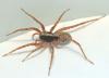 Pardosa sp.
